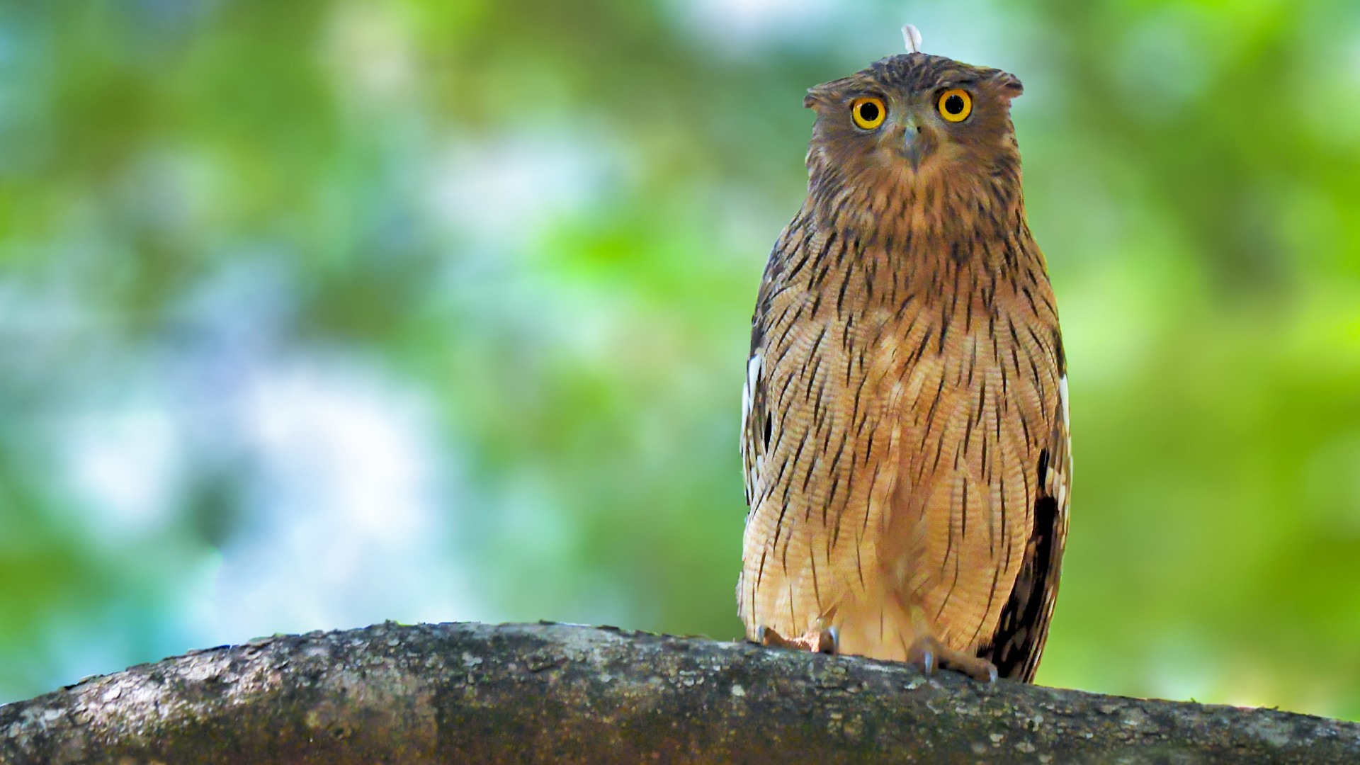 Brown Fish Owl Bandhavgarh