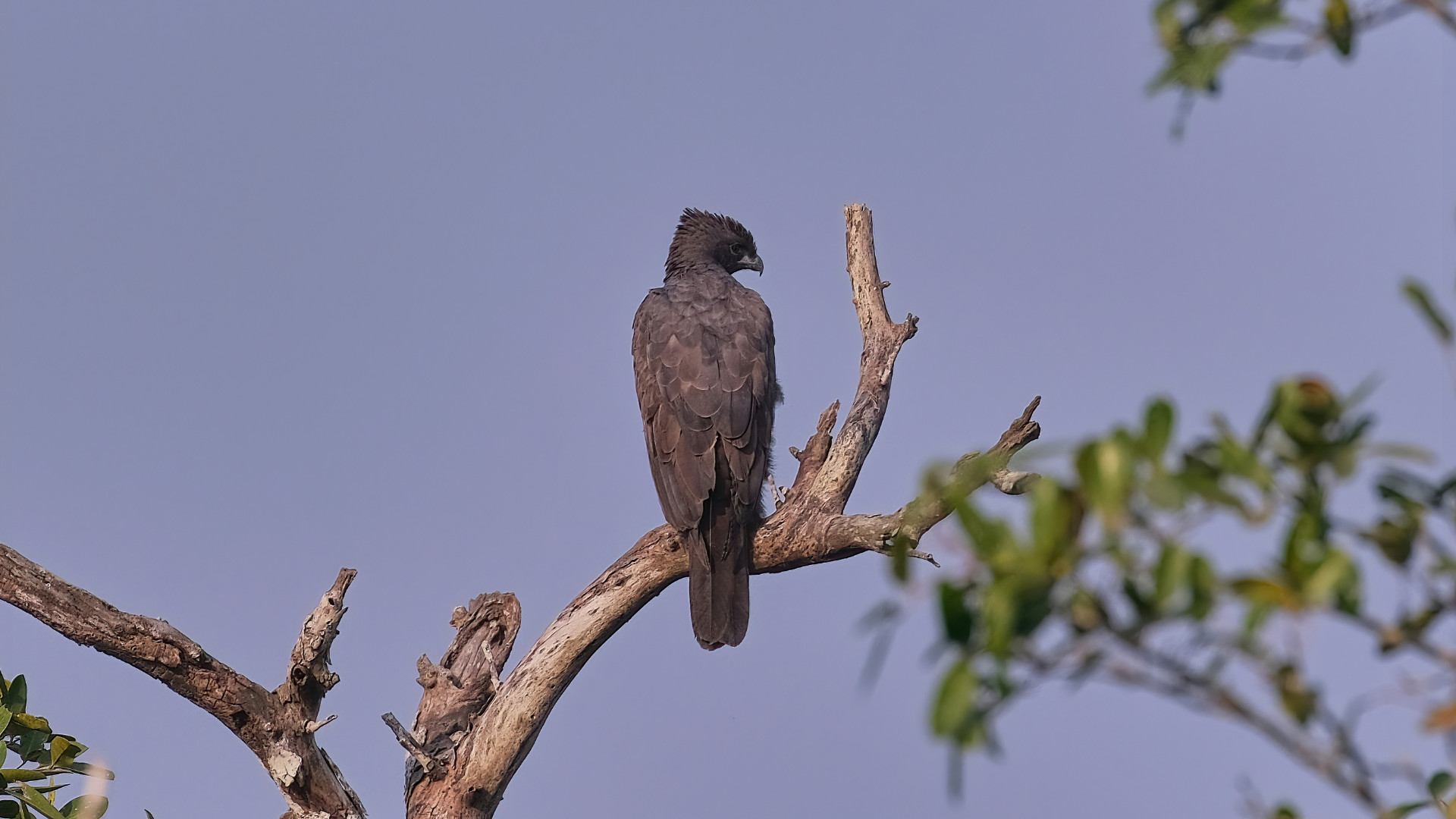 Changeable Hawk Eagle Bandhavgarh