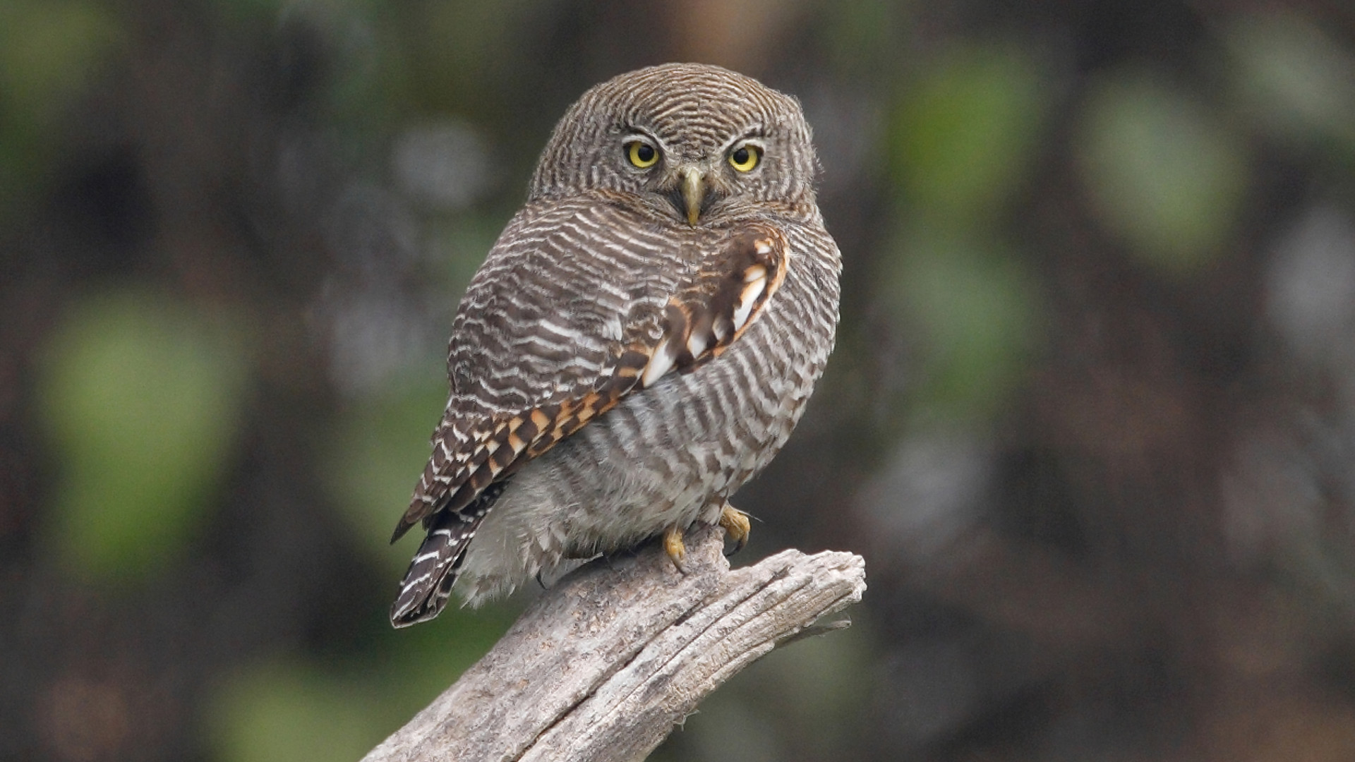 Jungle Owlet Bandhavgarh