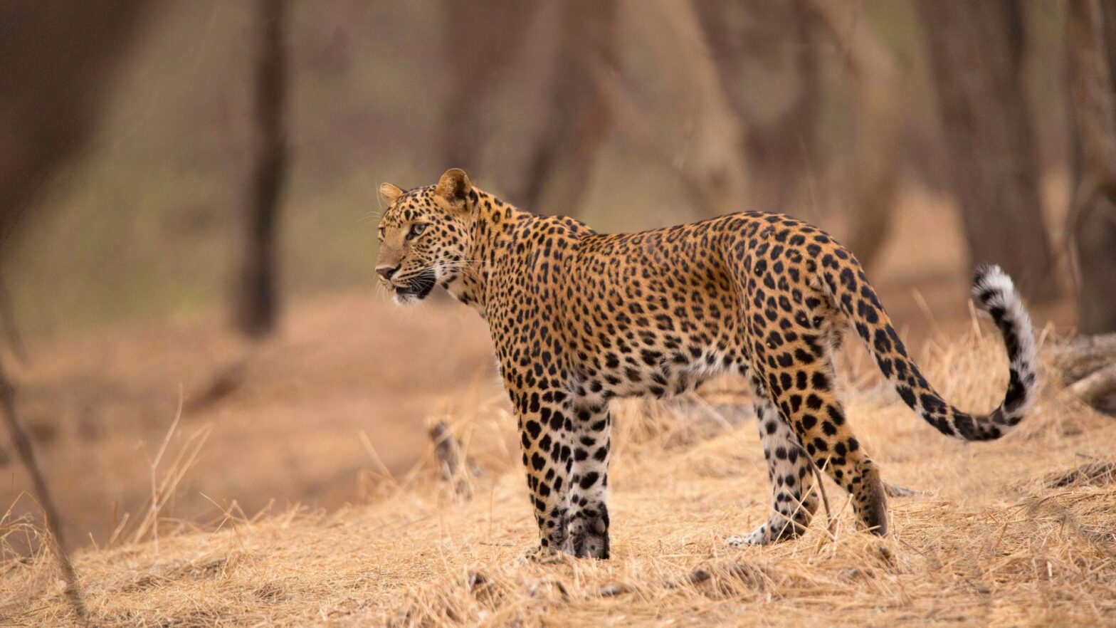 Leopard Safari Bandhavgarh