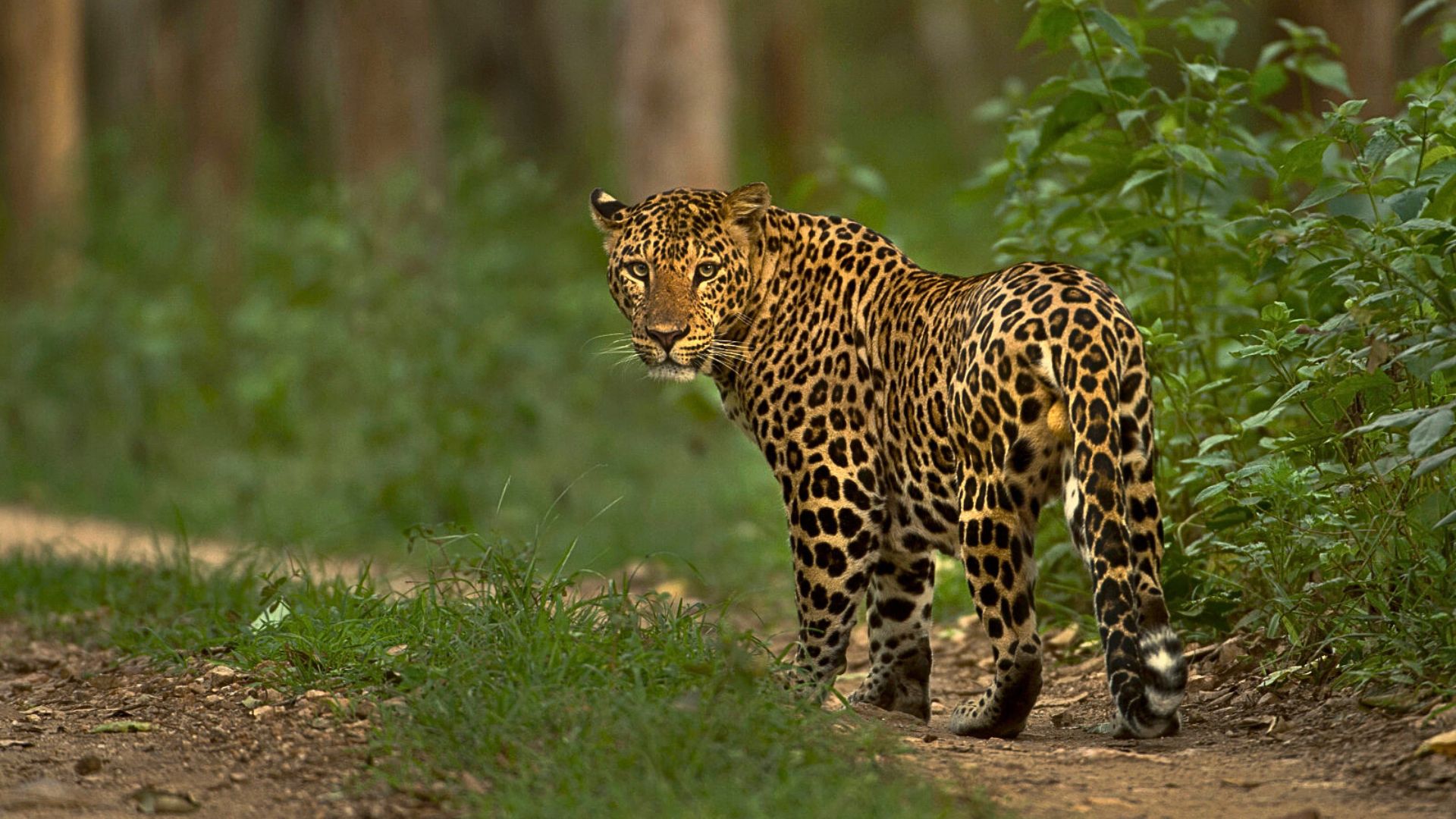Leopard Safari in Bandhavgarh
