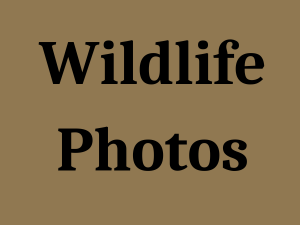 Wildlife Photos