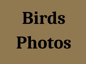 Birds Photos