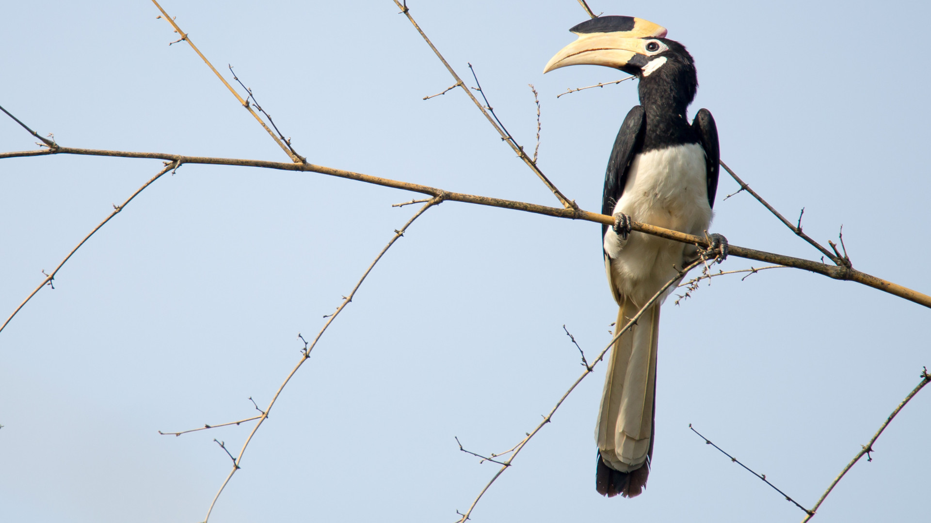 great hornbill bandhavgarh