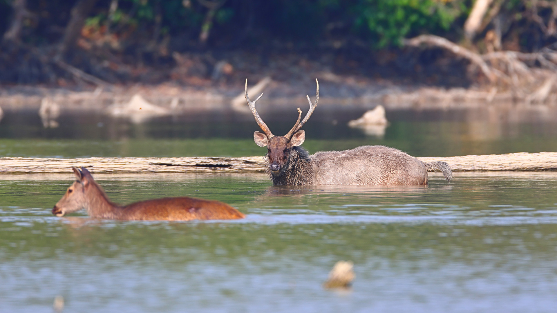 Sambar Deer Safari Bandhavgarh