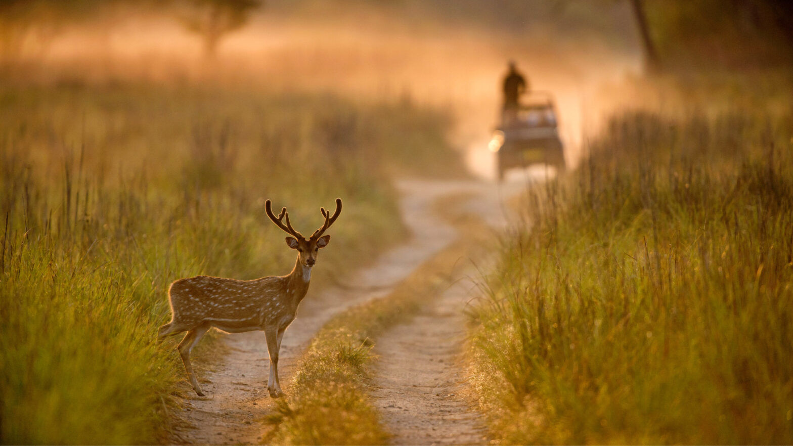 Spotted Deer Bandhavgarh