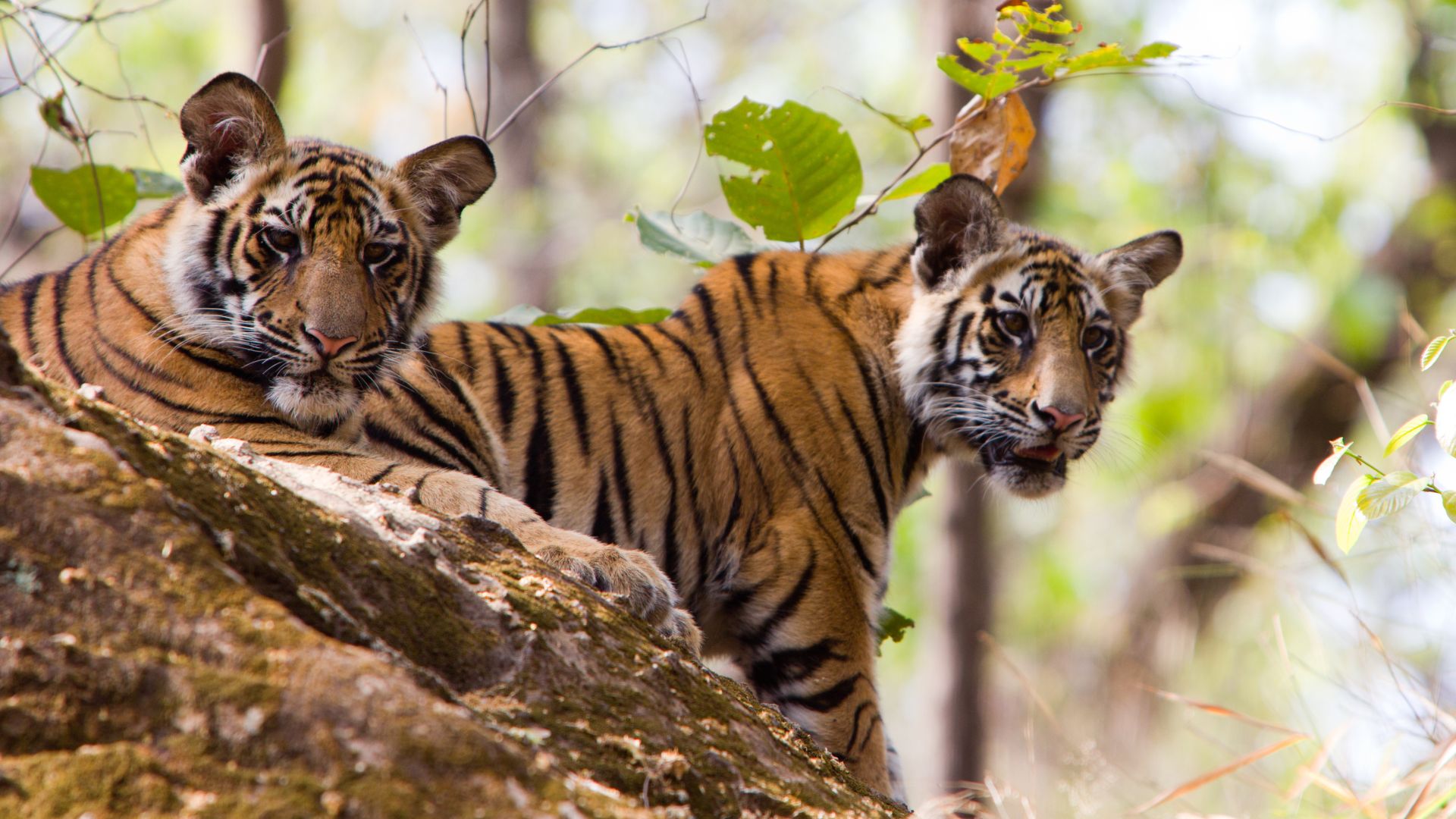 Tiger Cubs Bandhavgarh