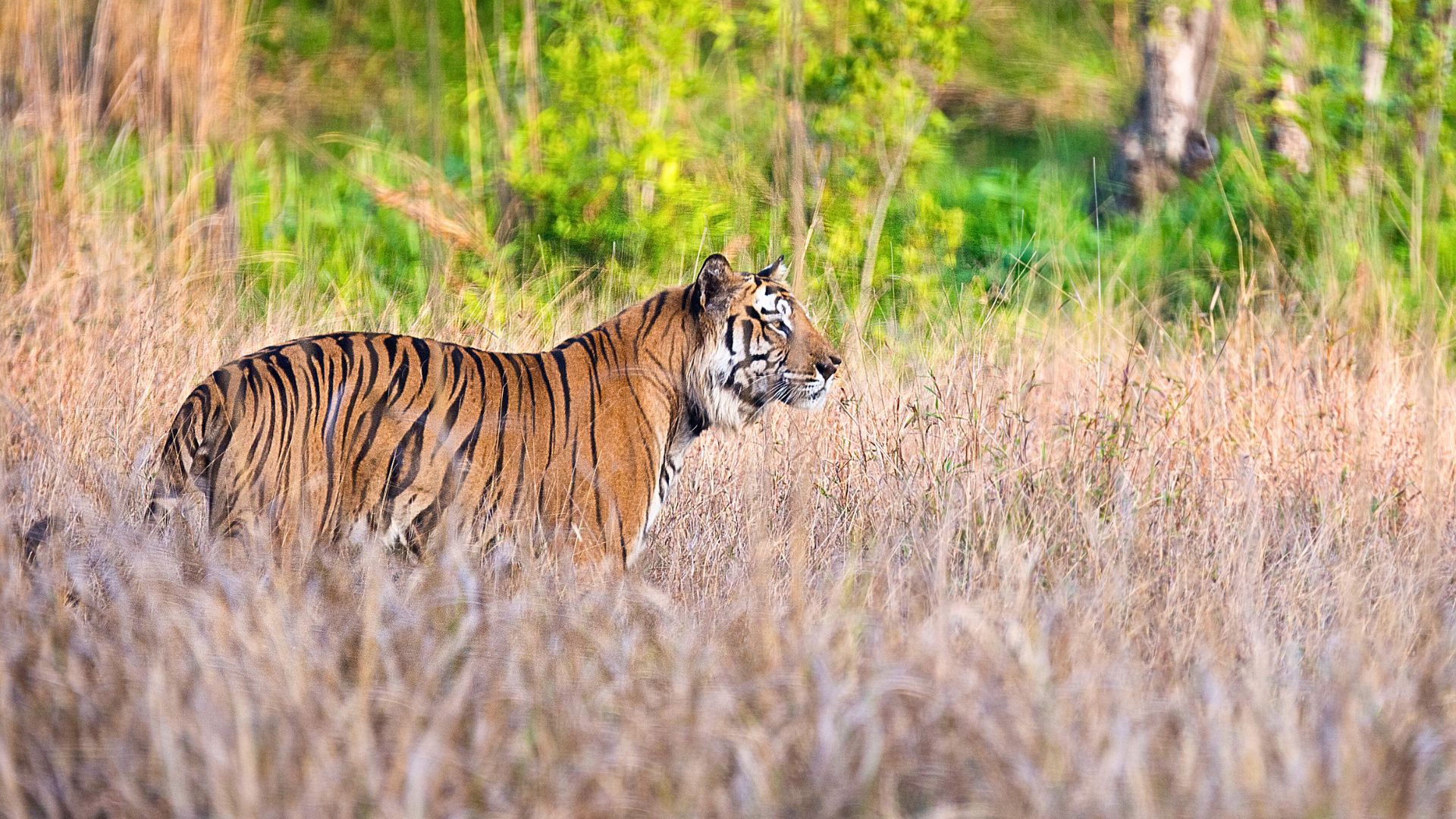Tiger Safari Bandhavgarh National Park