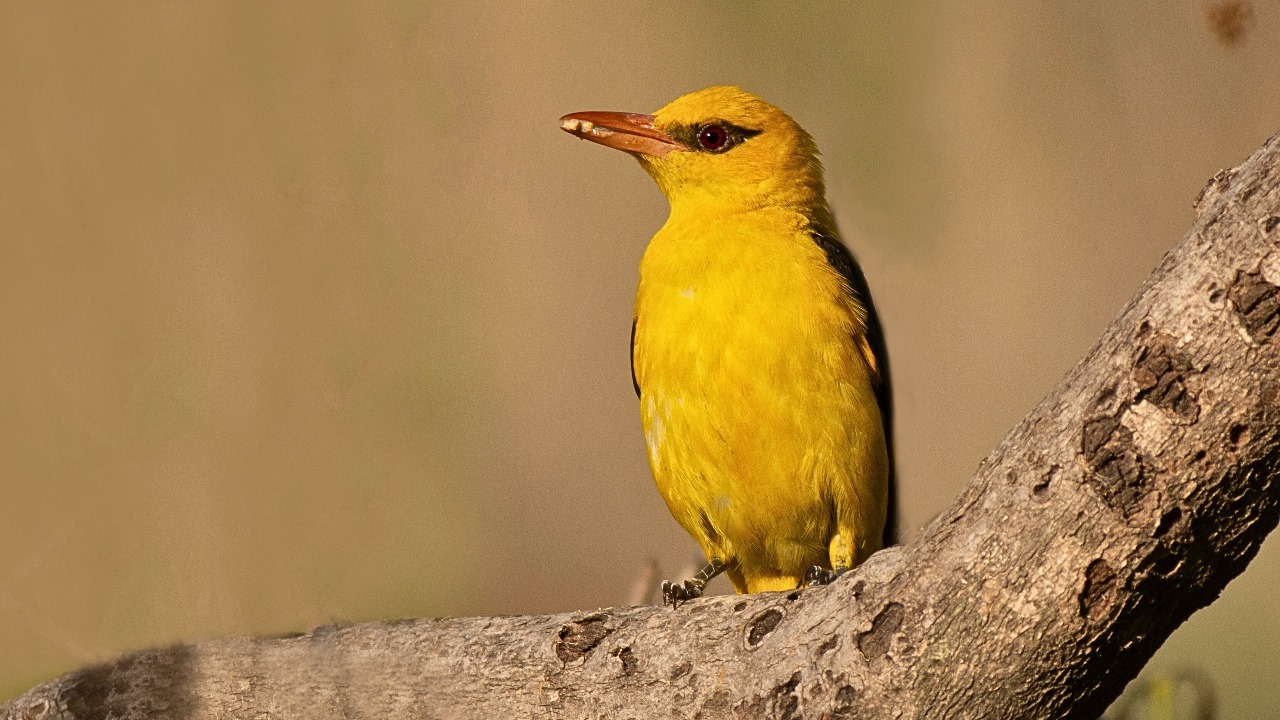 bandhavgarh birds
