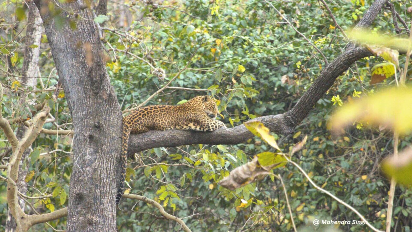 bandhavgarh national park safari