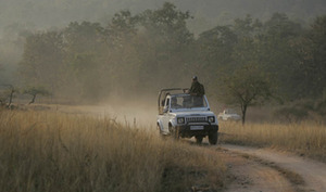 Bandhavhgarh Safari