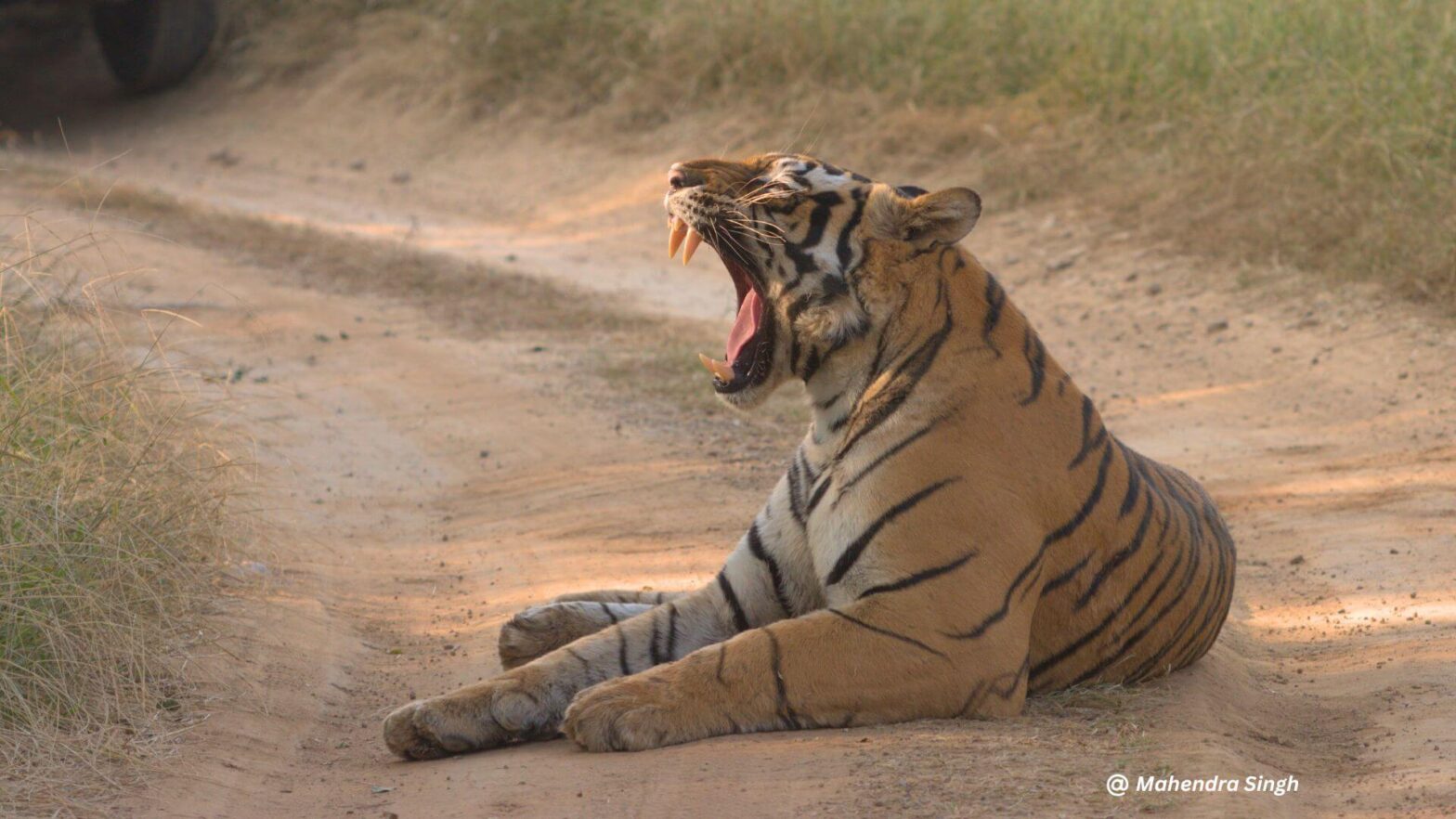 tiger safari at bandhavgarh