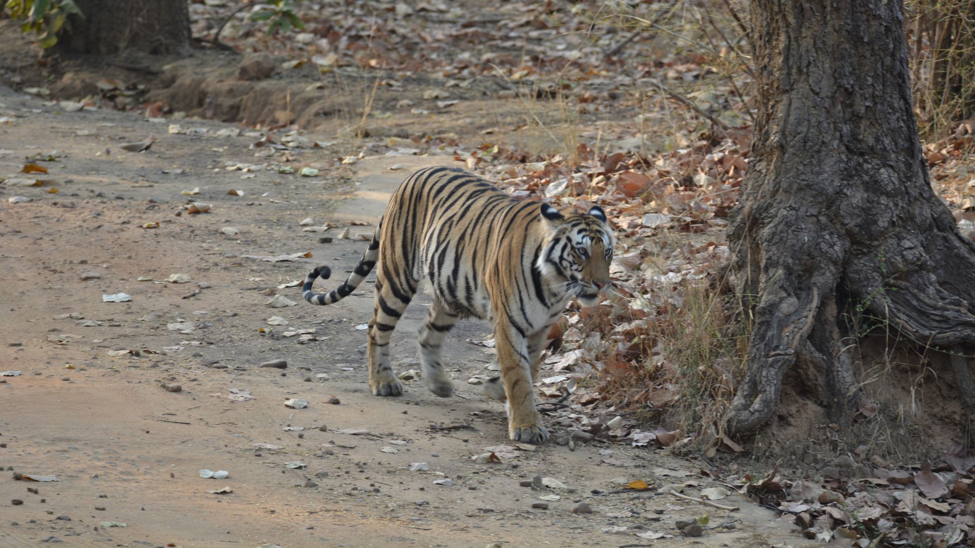 tiger tour in bandhavgarh